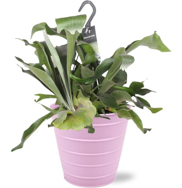 Platycerium Bifurcatum - Ø17cm - ↕30cm + Bodhi Pot D18x17cm - Roze  BotanicBridge