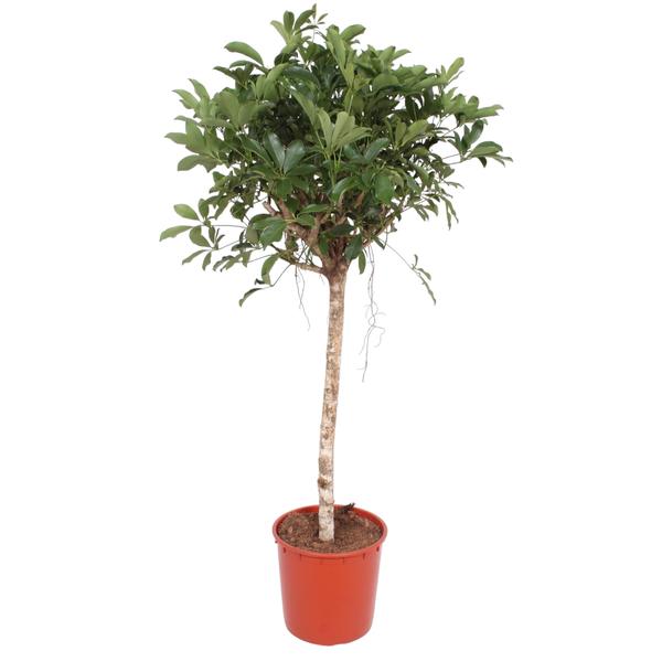 Schefflera Arboricola Compacta boom - 150 cm - ø34  BotanicBridge