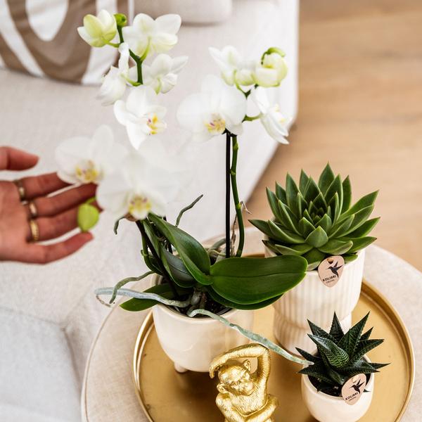 Kolibri Company | Gift set Luxury Living | Plantenset met witte Phalaenopsis Orchidee en Succulenten incl. keramieken sierpotten  BotanicBridge