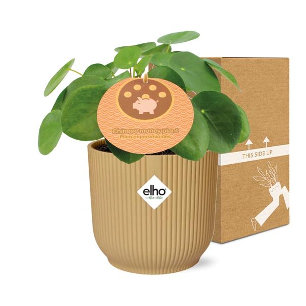 Pilea Peperomioides 12cm in ELHO Vibes Fold 14cm geel  BotanicBridge