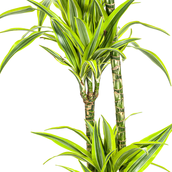 Dracaena Deremensis Lemon Lime Ø24cm - ↕140cm  BotanicBridge