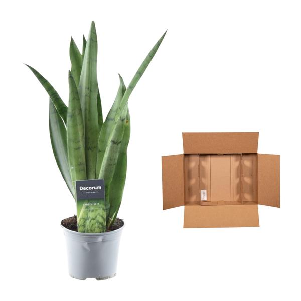 Sansevieria Spearmint - 45 cm - ø12  BotanicBridge