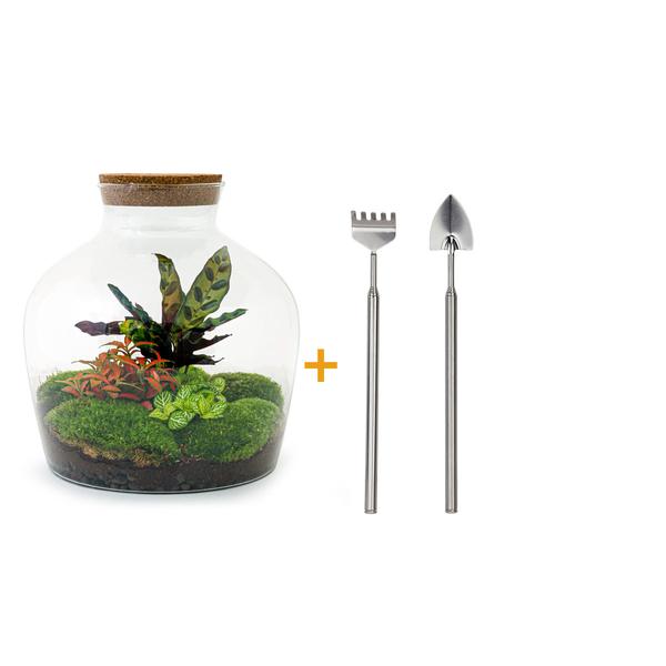 DIY terrarium - Fat Joe Rood - ↕ 30 cm - Rake + Shovel  BotanicBridge