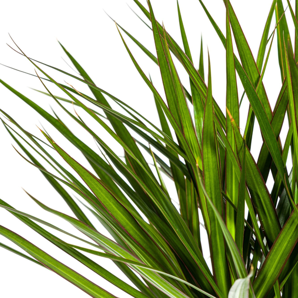 Dracaena Marginata Green Ø24cm - ↕140cm  BotanicBridge