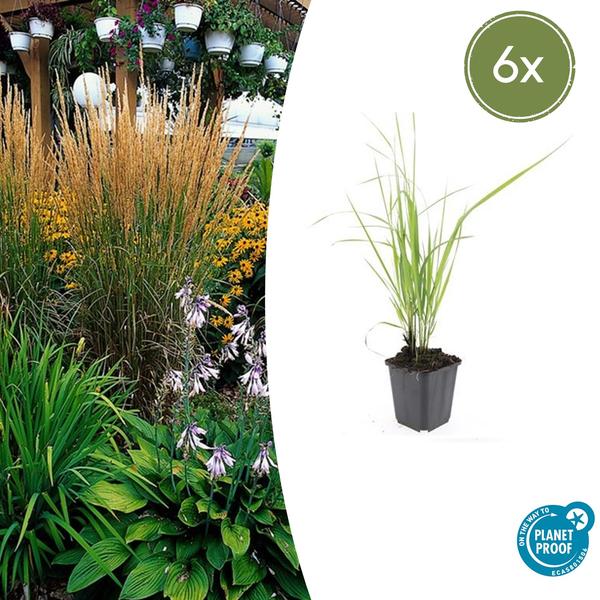 Calamagrostis acut. 'Karl Foerster'  - ↕10-25cm - Ø9cm - 6x  BotanicBridge