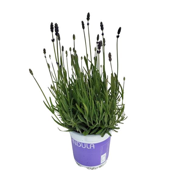 Lavendel Lavandula Hidcote Blue Blauw - Ø12cm - ↕20cm  BotanicBridge