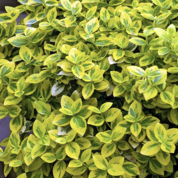 Euonymus fort. 'Emerald 'n Gold’ - ↕10-25cm - Ø9cm - 40x  BotanicBridge