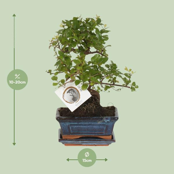 Bonsai S-vorm Ø15cm - ↕15cm  BotanicBridge