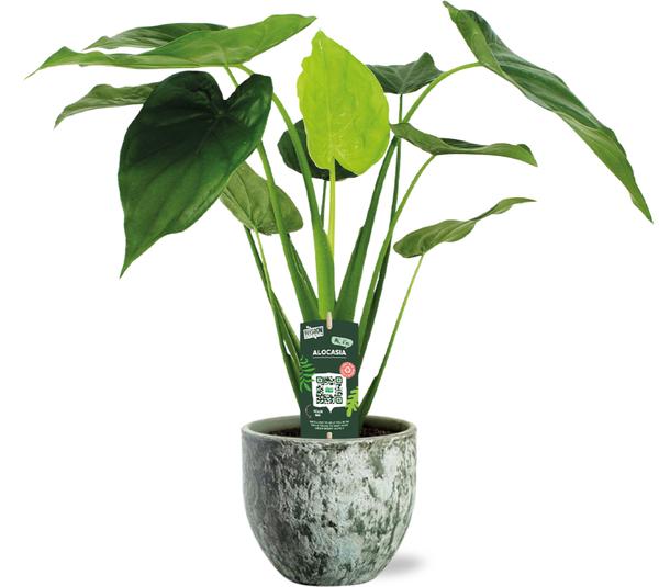 Alocasia Cucullata - Ø19cm - ↕55cm + Sem Pot D20x18cm - Groen  BotanicBridge