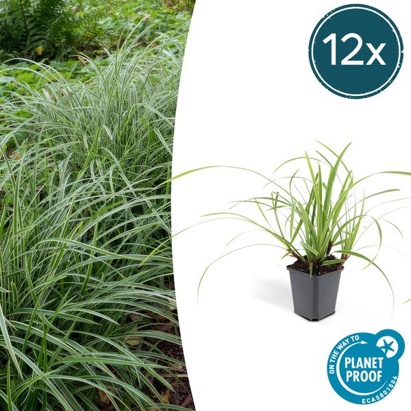 Carex morrowii 'Ice Dance' - ↕10-25cm - Ø9cm - 12x  BotanicBridge