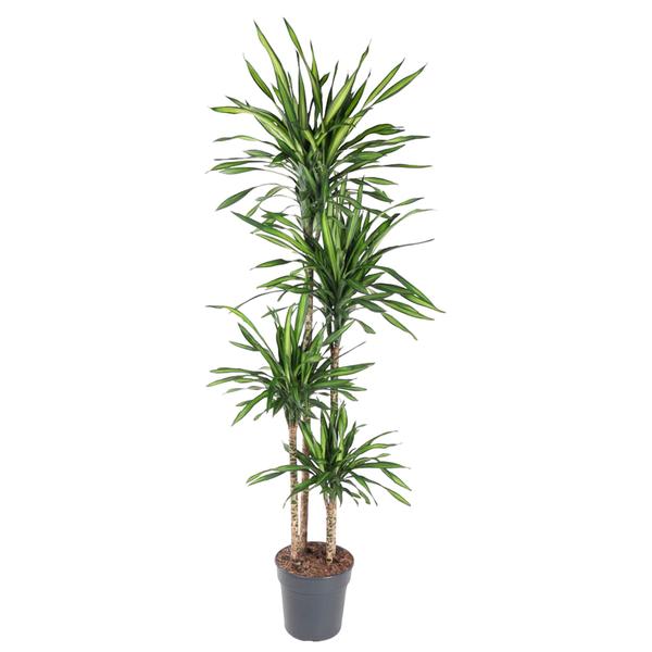 Dracaena Riki - 180 cm - ø27  BotanicBridge