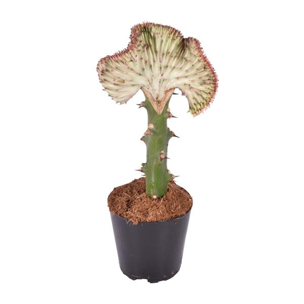 Euphorbia lactea Cristata rood - 30 cm - ø10,5  BotanicBridge