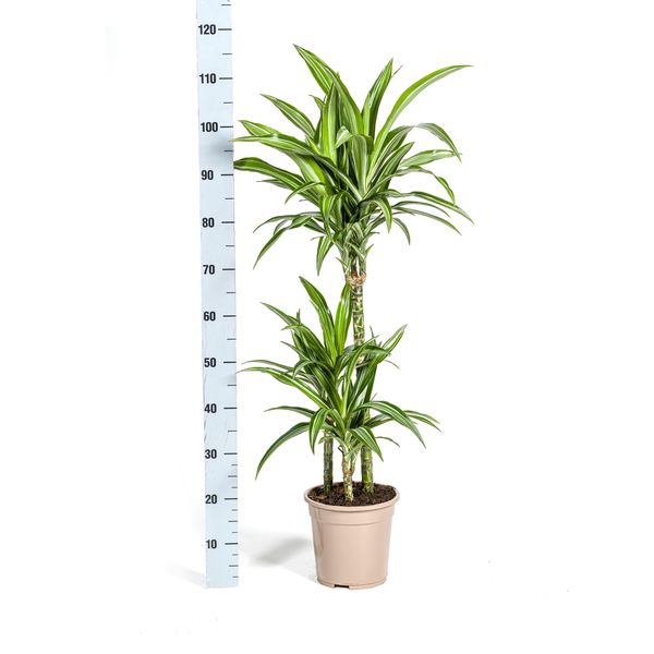 Dracaena Deremensis White Stripe Ø21cm - ↕100cm  BotanicBridge