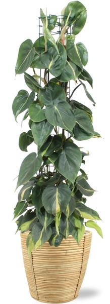 Philodendron Scandens Brasil - Ø24cm - ↕120cm + Bibek Pot D26x26cm - Naturel  BotanicBridge