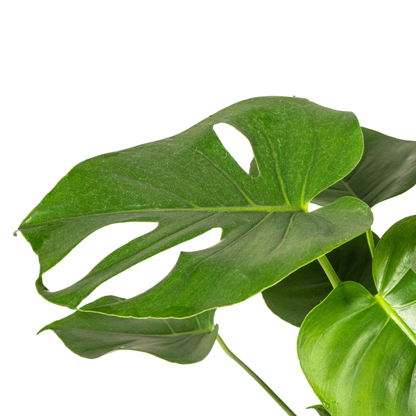 Monstera Deliciosa Tauerii Ø19cm - ↕80cm  BotanicBridge