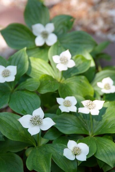 Cornus canadensis - ↕10-25cm - Ø9cm - 40x  BotanicBridge