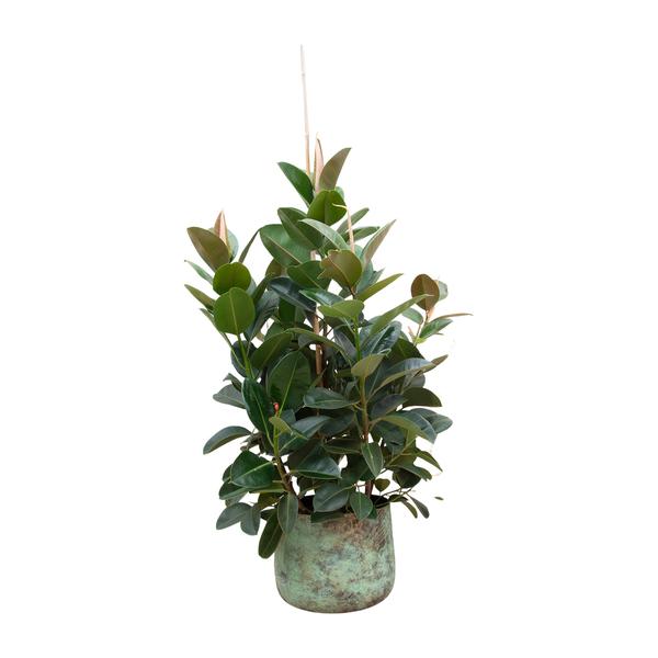 Ficus Robusta vertakt - 150 cm - ø38  BotanicBridge