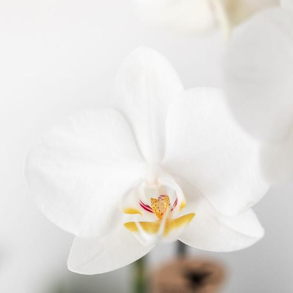 Kolibri Orchids | Plantenset Home Hub grey small | Groene planten met witte Phalaenopsis orchidee in koperkleurige sierpotten en zwart dienblad  BotanicBridge