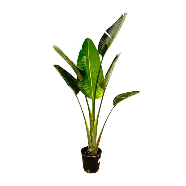 Strelitzia Augusta - 180cm - ⌀30  BotanicBridge