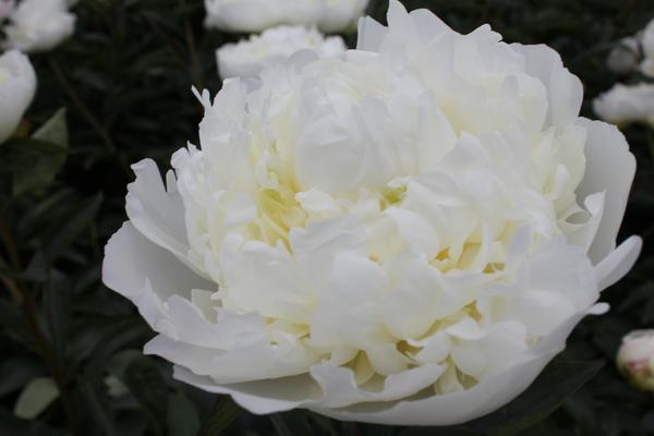 Paeonia 'Duchesse de Nemours' - 10x  BotanicBridge