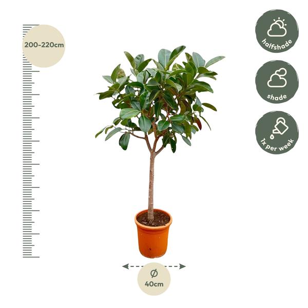 Ficus Elastica  Robusta op stam - 210cm - ø40  BotanicBridge