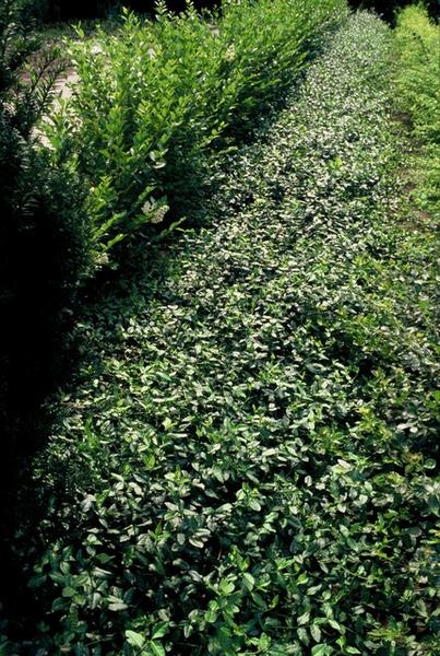 Euonymus fort. 'Dart's Blanket' - ↕10-25cm - Ø9cm - 12x  BotanicBridge