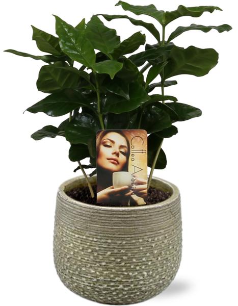 Coffea Arabica - Ø12cm - ↕25cm + Noale Pot D14,5x12cm - Groen  BotanicBridge