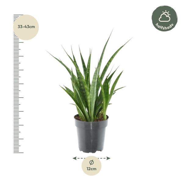 3x Sansevieria Kirkii - 38 cm - ø12  BotanicBridge