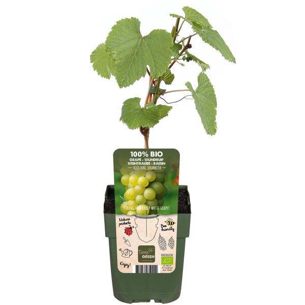 Vitis vinifera 'Johanniter' - Witte Druif - Ø13cm - ↕45cm  BotanicBridge