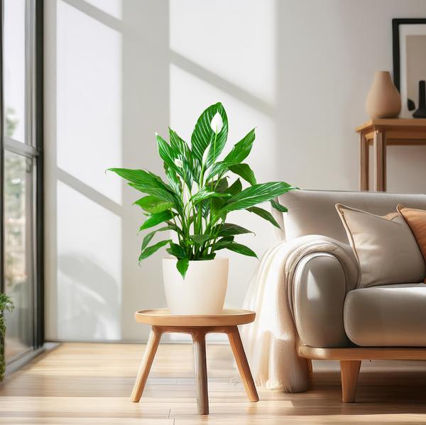 Spathiphyllum met Viber wit - 80cm - Ø21  BotanicBridge