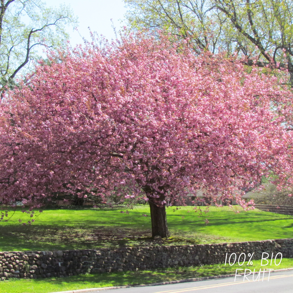 Biologische Kersenboom - Prunus Avium - 1 x Ø 20 cm - ↨ 60 cm  BotanicBridge