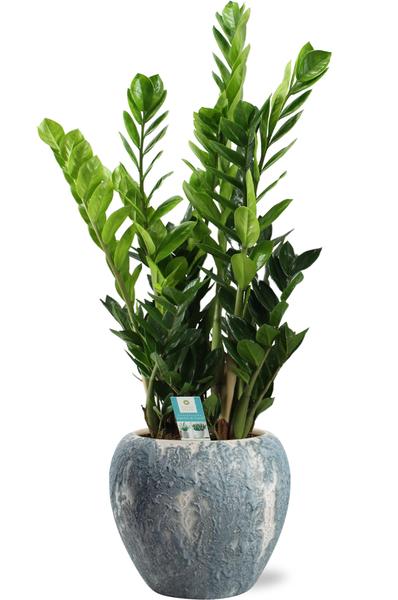 Zamioculcas Zamiifolia - Ø21cm - ↕95cm + Doug Pot D24x22cm - Grijs Wit  BotanicBridge