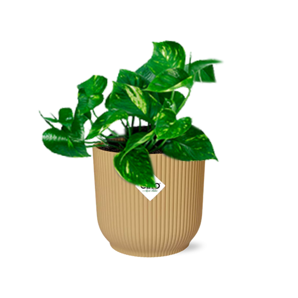 Epipremnum Pinnatum ‘Aureum’ in ELHO Vibes Fold 14cm geel  BotanicBridge