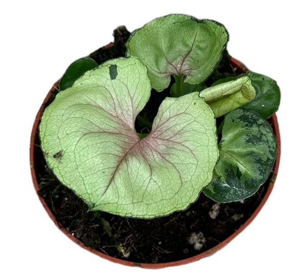 Syngonium Bob Allusion - Ø10,5cm - ↕15cm  BotanicBridge