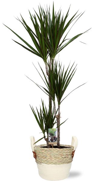 Dracaena Marginata - Ø21cm - ↕120cm + Lily Pot D23x20cm - Wit  BotanicBridge