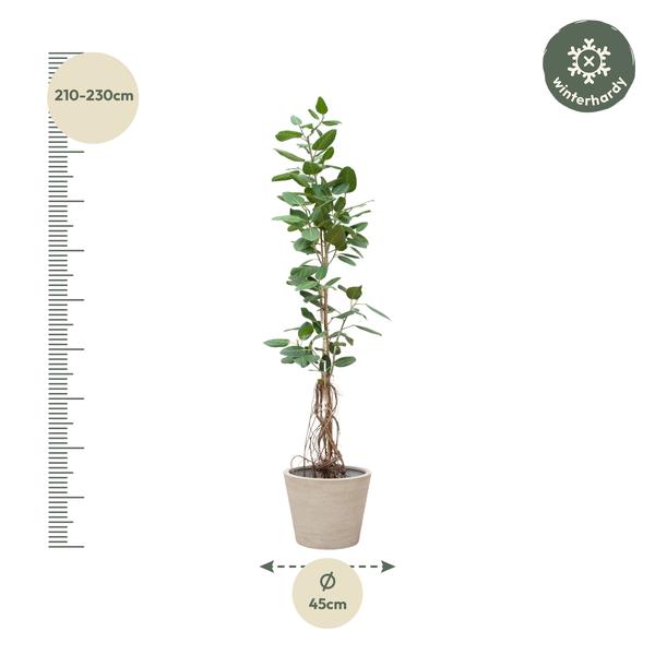 Ficus Benghalensis Audrey Op Stam Met Hangende Wortels - 220cm - ø45  BotanicBridge