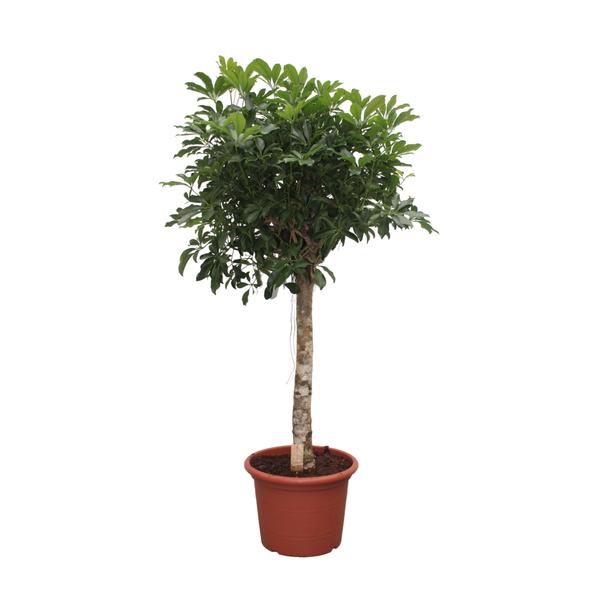 Schefflera Arboricola Compacta boom - 190 cm - ø45  BotanicBridge