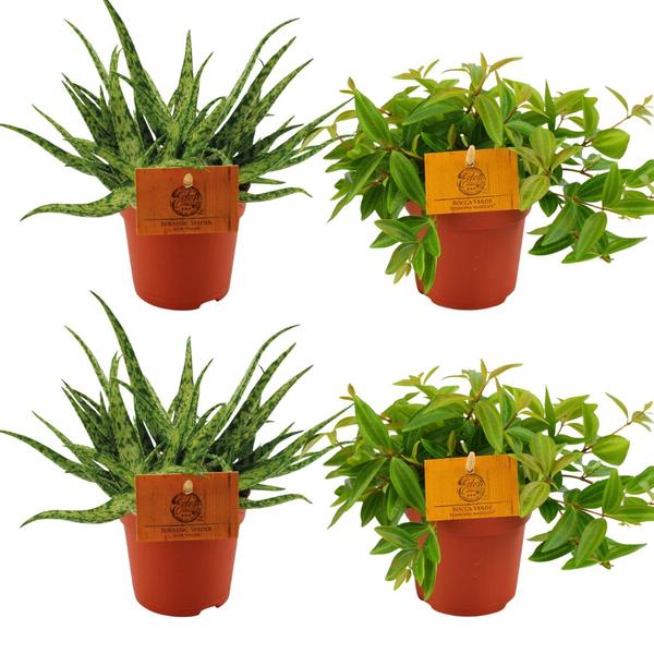 2x Aloe Spider + 2x Peperomia Ang. Rocca Vivace - 4 stuks - Ø10.5cm - ↕10cm  BotanicBridge