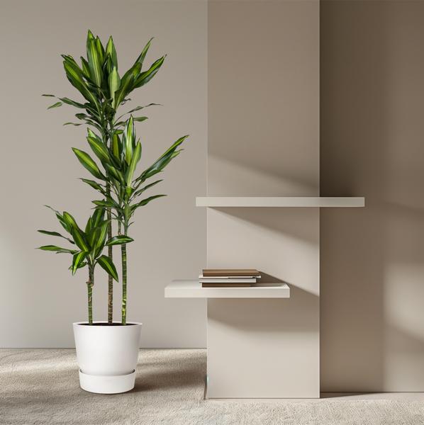 Dracaena Cintho - 160 cm - ø24  BotanicBridge