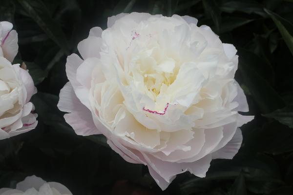 Paeonia 'Shirley Temple' - 10x  BotanicBridge