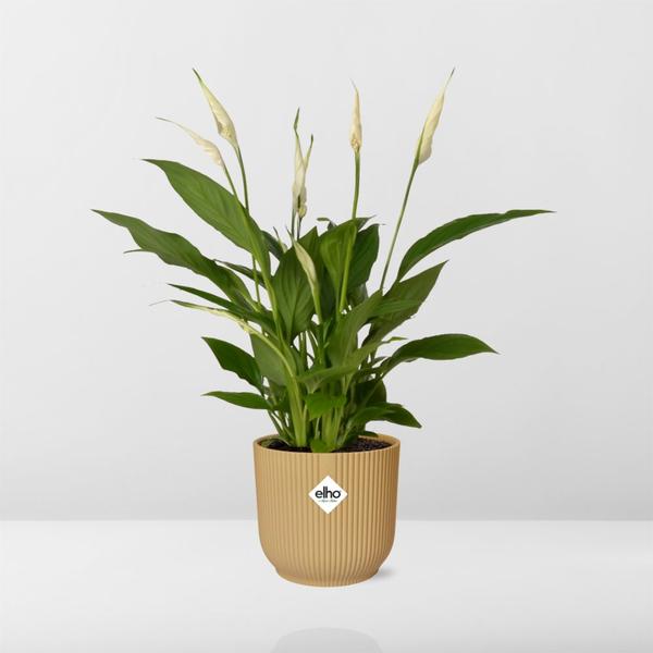 Spathiphyllum 12 Cm Torelli  in ELHO Vibes Fold 14cm geel  BotanicBridge