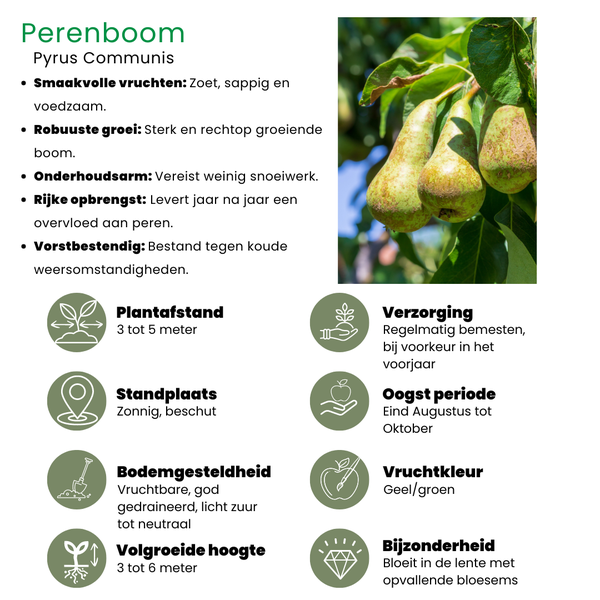 Biologische Perenboom Pyrus - 1 x Ø 20 cm - ↨ 60 cm  BotanicBridge