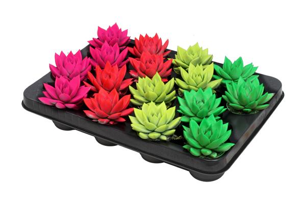 Echeveria Coloured Neon Mix - 16 stuks - Ø6cm - ↕8cm  BotanicBridge