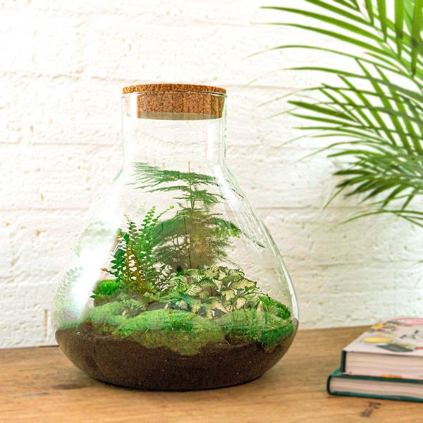 DIY terrarium - Sam XL - ↕ 35 cm - Rake + Shovel + Tweezer + Scissors  BotanicBridge