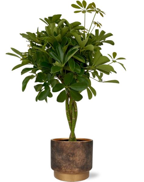 Schefflera Compacta - Ø19cm - ↕80cm + Merel Pot D20x18cm - Goud  BotanicBridge