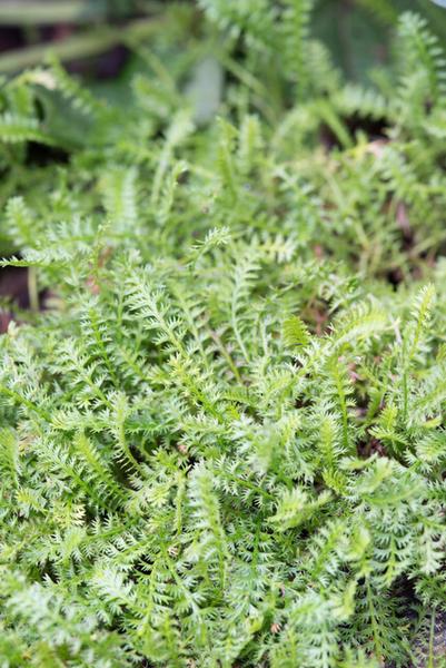 Leptinella squalida - ↕10-25cm - Ø9cm - 12x  BotanicBridge