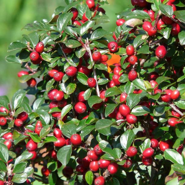 Cotoneaster dammeri - ↕10-25cm - Ø9cm - 20x  BotanicBridge