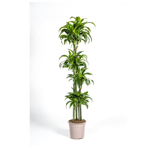 Dracaena Deremensis Dorado Ø27cm - ↕180cm  BotanicBridge