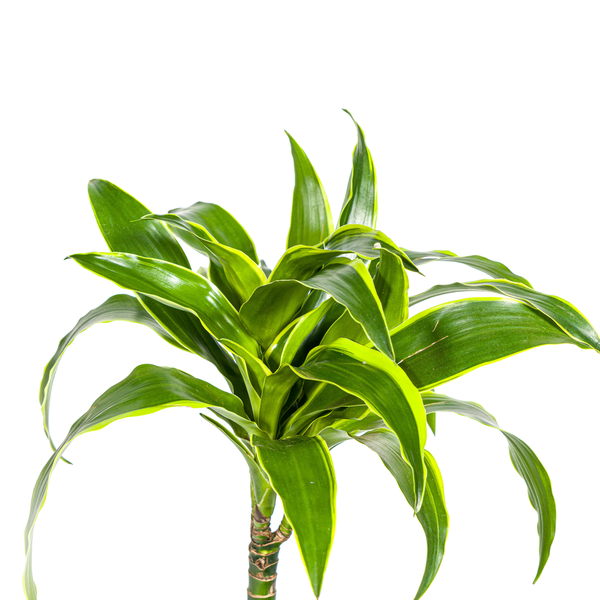 Dracaena Deremensis Dorado Ø19cm - ↕80cm  BotanicBridge