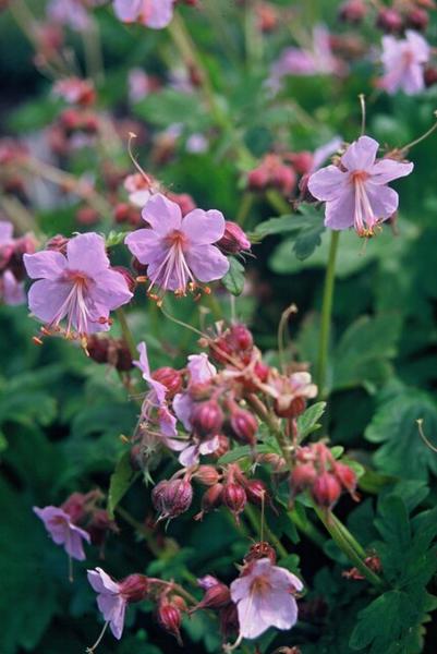 Geranium macrorrhizum - ↕10-25cm - Ø9cm - 40x  BotanicBridge